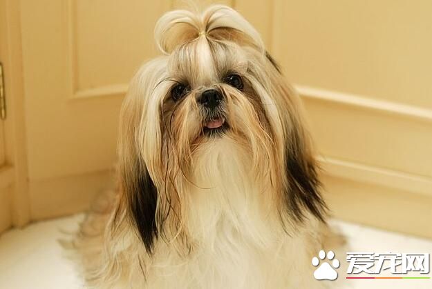 西施犬如何美容 西施犬定期修剪指甲