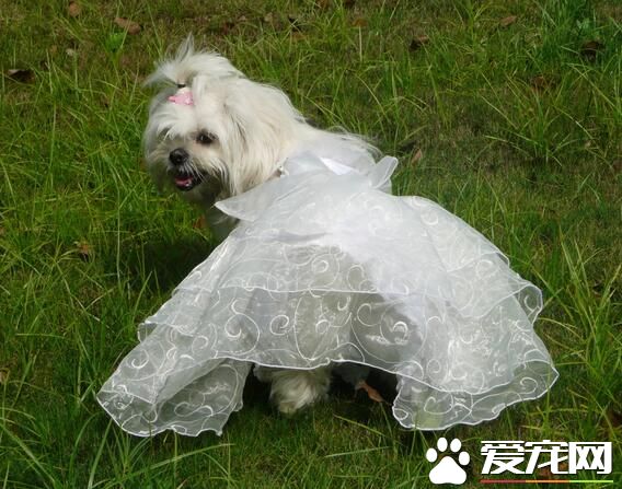 西施犬如何美容 西施犬定期修剪指甲