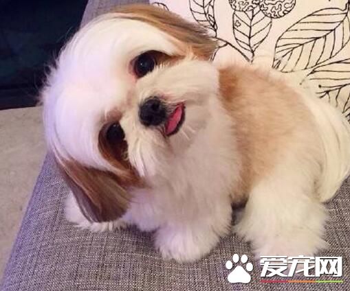 西施犬缺點 西施犬的眼睛容易有異物