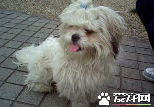 西施犬缺點 西施犬的眼睛容易有異物