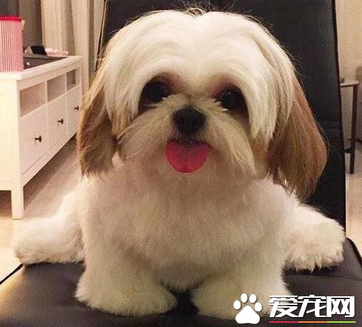 西施犬脾氣 西施犬總的來說是很溫順的狗狗