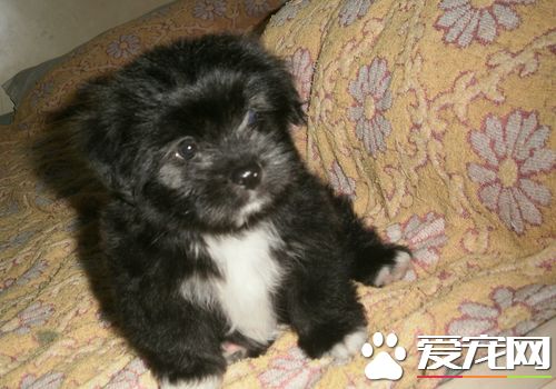 西施犬脾氣 西施犬總的來說是很溫順的狗狗