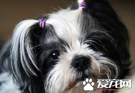 西施犬脾氣 西施犬總的來說是很溫順的狗狗