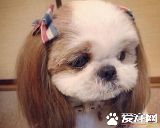 西施犬怕冷嗎 西施犬並不是很怕冷的狗