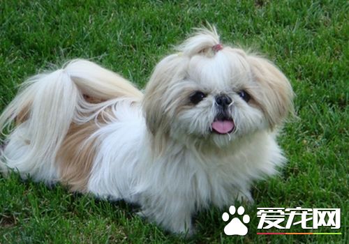 西施犬怕冷嗎 西施犬並不是很怕冷的狗