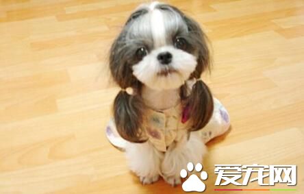 西施犬怕冷嗎 西施犬並不是很怕冷的狗