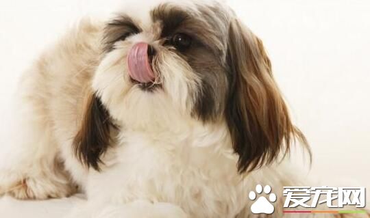 西施犬能吃多少 小型西施犬食量並不大