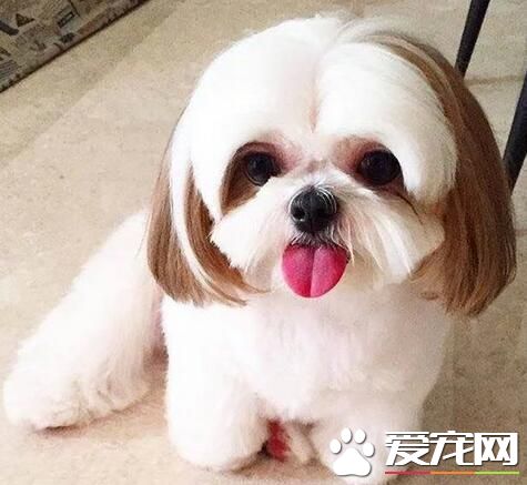 西施犬能吃多少 小型西施犬食量並不大