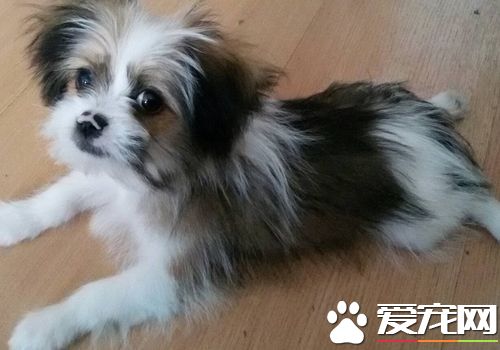 西施犬難養嗎 看看自己是否合適飼養西施犬