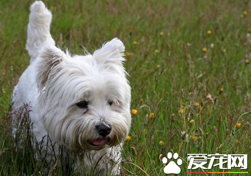西施犬能吃多少 小型西施犬食量並不大