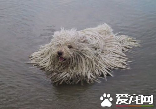 波利犬的毛怎麼打理 波利犬梳毛時的注意事項