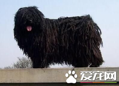 波利犬的毛怎麼打理 波利犬梳毛時的注意事項
