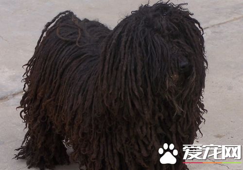 波利犬和可蒙犬的區別 白色是可蒙黑色是波利