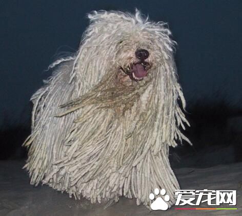 波利犬的毛怎麼打理 波利犬梳毛時的注意事項