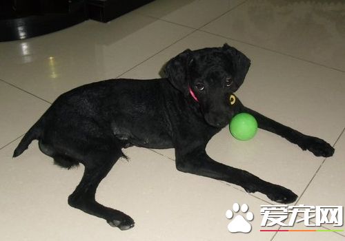 波利犬能活多久 壽命平均會在十五年左右