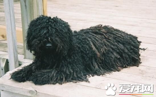 波利犬和可蒙犬的區別 白色是可蒙黑色是波利