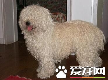 波利犬能活多久 壽命平均會在十五年左右