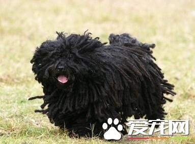 波利犬壽命 壽命平均會在十五年左右