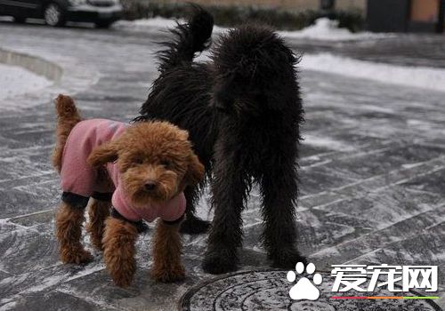 波利犬壽命 壽命平均會在十五年左右