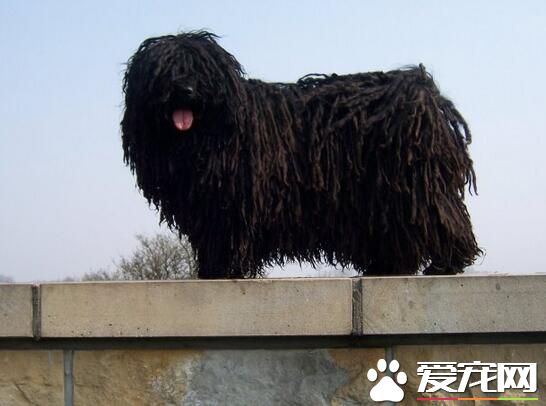波利犬為什麼卷毛 波利犬被毛的護理方法