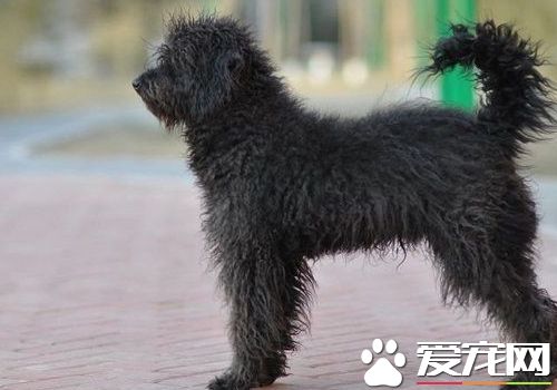 波利犬為什麼卷毛 波利犬被毛的護理方法