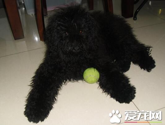 波利犬壽命 壽命平均會在十五年左右