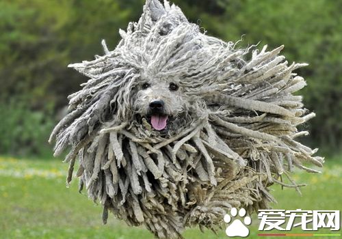 波利犬小狗吃什麼 波利犬平時怎麼喂養