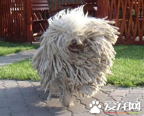 波利犬小狗吃什麼 波利犬平時怎麼喂養