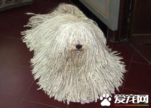 波利犬小狗吃什麼 波利犬平時怎麼喂養