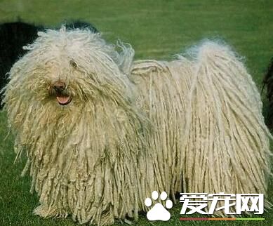 波利犬有白色的嗎 黑顏色為波利犬的真正特點