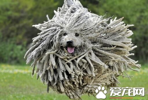 波利犬有白色的嗎 黑顏色為波利犬的真正特點