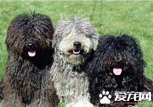 波利犬怎麼打理 波利犬掉毛如何飼養