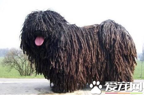 波利犬怎麼打理 波利犬掉毛如何飼養