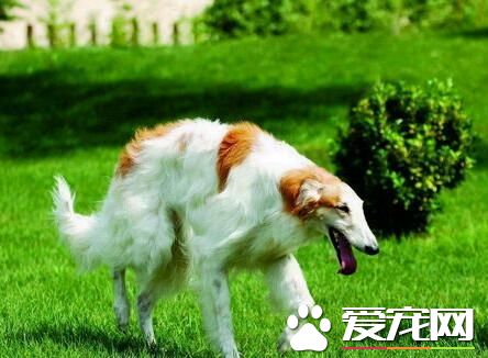 蘇俄獵狼犬打獵行嗎 蘇俄獵狼犬狩獵凶猛