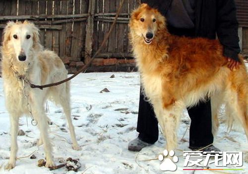 蘇俄獵狼犬打獵行嗎 蘇俄獵狼犬狩獵凶猛