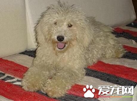 波利犬怎麼打理 波利犬掉毛如何飼養