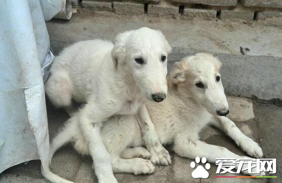 蘇俄獵狼犬打獵行嗎 蘇俄獵狼犬狩獵凶猛