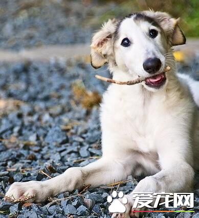 蘇俄獵狼犬大嗎 雄性的體重范圍約75到105磅