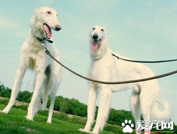 蘇俄獵狼犬的智商 蘇俄獵狼犬智商不是很高