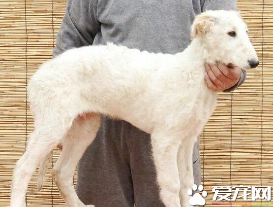 蘇俄獵狼犬的智商 蘇俄獵狼犬智商不是很高