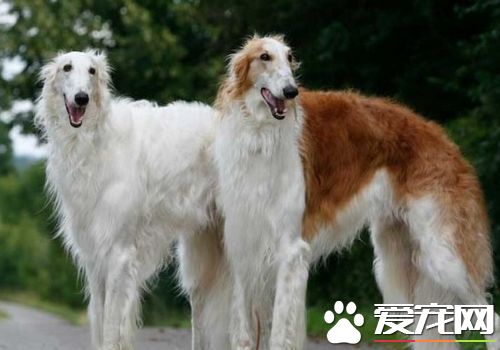 蘇俄獵狼犬多長多高 肩高一般在75到85厘米