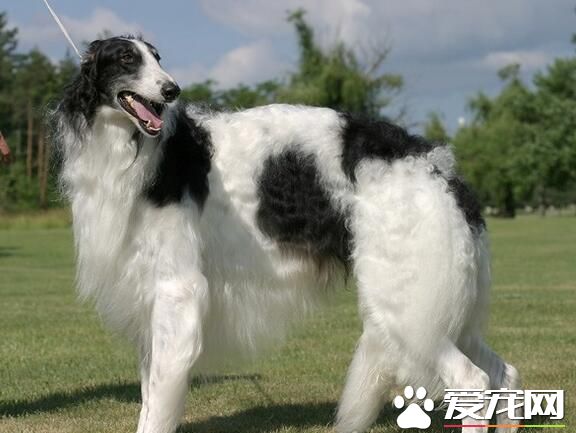 蘇俄獵狼犬多長多高 肩高一般在75到85厘米