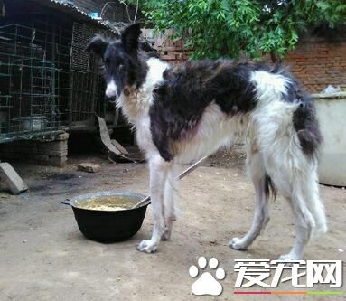 蘇俄獵狼犬多長多高 肩高一般在75到85厘米