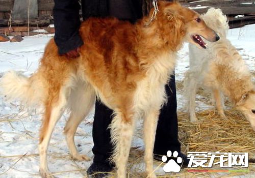 蘇俄獵狼犬攻擊性 什麼原因導致狗狗會有攻擊性