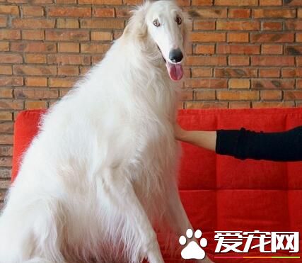 蘇俄獵狼犬多大可以交配 公犬為2歲為宜