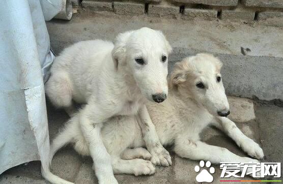 蘇俄獵狼犬攻擊性 什麼原因導致狗狗會有攻擊性