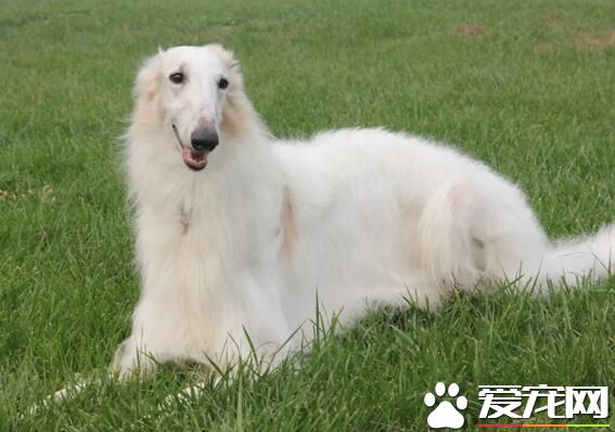 蘇俄獵狼犬價格 蘇俄獵狼犬價格萬元以上