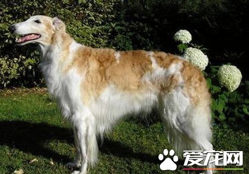 蘇俄獵狼犬價格 蘇俄獵狼犬價格萬元以上