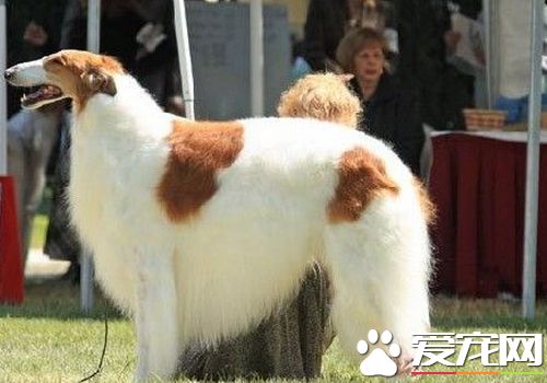 蘇俄獵狼犬特點 蘇俄獵狼犬的性情特點