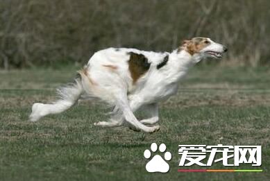 蘇俄獵狼犬特點 蘇俄獵狼犬的性情特點